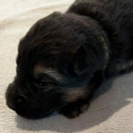 Girl 2-yellow - Black and tan female German Shepherd puppy in Sharon Grove, Kentucky from Julie’s Shepherds