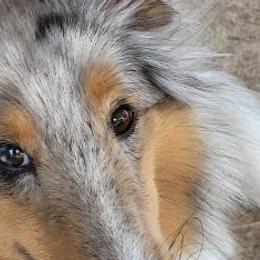 Aurora - Shetland Sheepdog