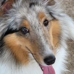 Aurora - Shetland Sheepdog