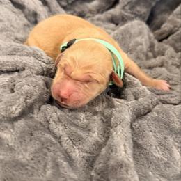 Mint - Light golden female Golden Retriever puppy in Salt Lake City, Utah from Soaring golden retrievers