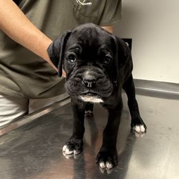 Murphy - Brindle male Boxer puppy in Taft, Tennessee from Hillbillie Boxers
