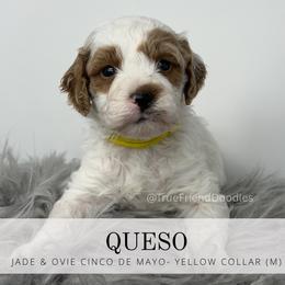 QUESO- yellow collar - Parti male Goldendoodle puppy in Watertown, New York from True Friend Doodles