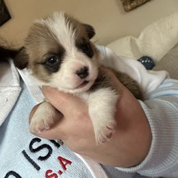 Cary Grant - Red male Pembroke Welsh Corgi puppy in Louisburg, North Carolina from Lucky Penny Corgis