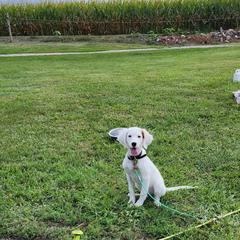 English Setter Puppies from Woodsway Kennel