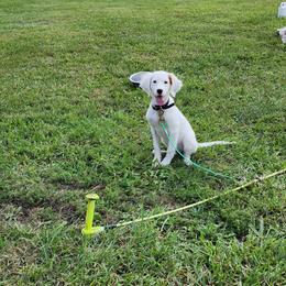 English Setter Puppies from Woodsway Kennel
