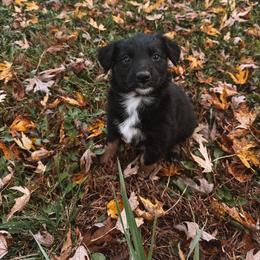 Unicorn - Black tri-color female Australian Shepherd puppy in Unionville, Iowa from Soap Creek Kennels