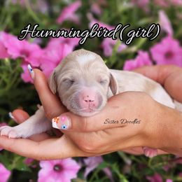 Goldendoodle Puppies from Sister Doodles