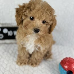 Snoopy - Apricot male Poodle puppy in Florida from Adorable Toy-Miniature Poodles