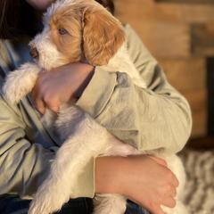 Kristoff - Aussiedoodle puppy from Oldtown Doodles