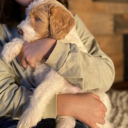 Kristoff - Aussiedoodle puppy from Oldtown Doodles