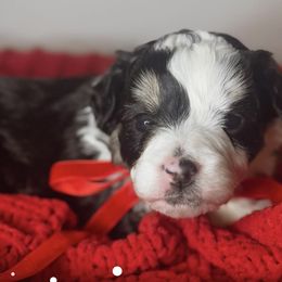 Bernedoodles from Island Doodles