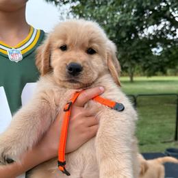Orange girl - Golden female Golden Retriever puppy in Macy, Indiana from Macy Golden Meadows
