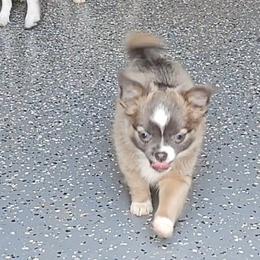 Rizza - Blue and white male Chihuahua puppy in Gray, Louisiana from Chi Chi's Place LLC
