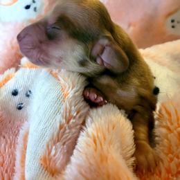 Girl 1 - Red female Dachshund puppy in Weatherford, Texas from Star-Key's Dachshunds
