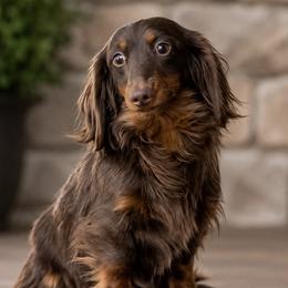 Biggie - Dachshund
