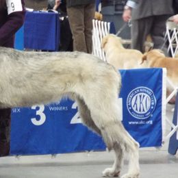 Dachshunds and Scottish Deerhounds from Birnam Wood