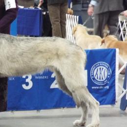 Dachshunds and Scottish Deerhounds from Birnam Wood