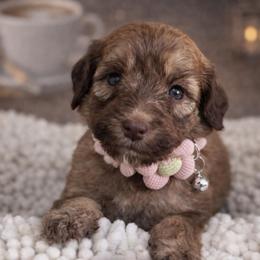 Muffin-Rose - Phantom female Bernedoodle puppy in Oak Hills, California from High Desert Doodles