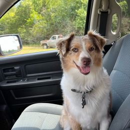 Josie - Miniature Australian Shepherd