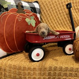 Goldendoodle Puppies from Labradoodleday