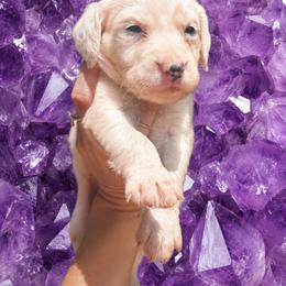 Amethyst - White and black female Dalmatian puppy in Bremen, Georgia from Clark’s Dalmatians
