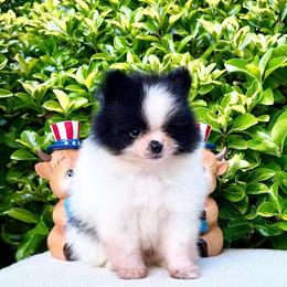 Black Parti Boy AKC - Black parti male Pomeranian puppy in Princeton, New Jersey from PureLove Poms.