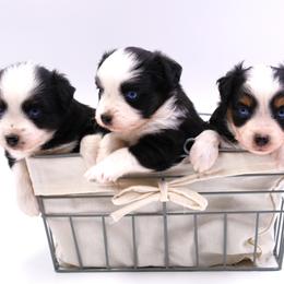 Toy Australian Shepherd puppies from Bitterroot Toy Aussies
