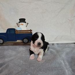Eve - Black and white female Sheepadoodle puppy in Weatherford, Texas from Oodles of poodles and doodles