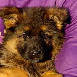 Girl 3 - Black and red female German Shepherd puppy in Alvarado, Texas from King Of Zion German Shepherds