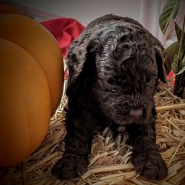 Australian Labradoodle Puppies from Doodle Inn Labradoodles