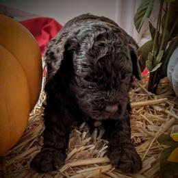 Australian Labradoodle Puppies from Doodle Inn Labradoodles
