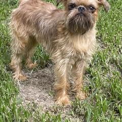 Jack - Brussels Griffon