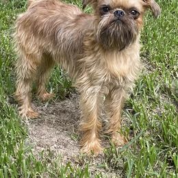 Jack - Brussels Griffon