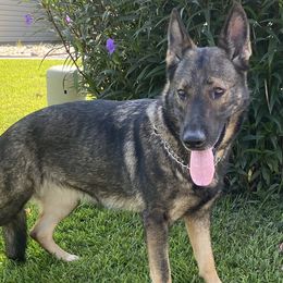 Qetsiyah  - German Shepherd