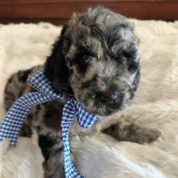 Pud - Merle male Goldendoodle puppy in Greensboro, Georgia from B’s Doodles