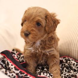Australian Labradoodle Puppies from Majestic Labradoodles