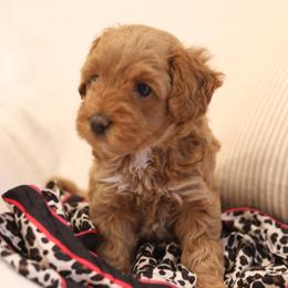Australian Labradoodle Puppies from Majestic Labradoodles