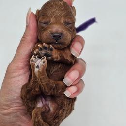 Natasha - Red  female Poodle puppy in Salem, Missouri from Meadowbrook Poodles