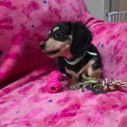 Glory - Black and cream female Dachshund puppy in Bedias, Texas from Faith & Grace Doxies