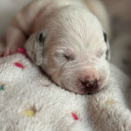 Eraser - White and liver brown female Dalmatian puppy in Carlsbad, New Mexico from ECMO Farm Dalmatians & Labrador Retrievers
