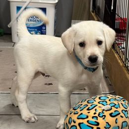 Champ - Yellow male Labrador Retriever puppy in Tigard, Oregon from Morrison Labrador Retreivers