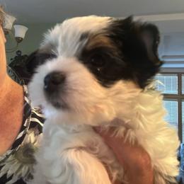 Rosalie - Parti female Yorkshire Terrier puppy in Lyle, Washington from Sport Yorkie