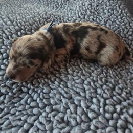 Hazel - Dapple female Dachshund puppy in Tucson, Arizona from Joplin's Hippo House