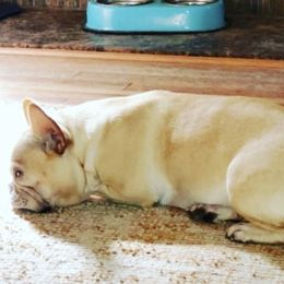 French Bulldogs from Frenchies by the Dozen