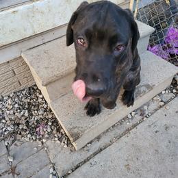 Cane Corso Puppies from Dracone's Kennels