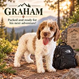 Graham - Parti male Goldendoodle puppy in Macclenny, Florida from Baker County Goldendoodles