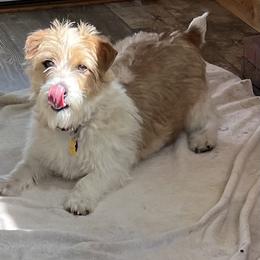 Annie - Russell Terrier