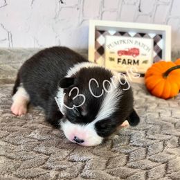 Pembroke Welsh Corgi Puppies from K3 Corgis