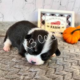 Pembroke Welsh Corgi Puppies from K3 Corgis