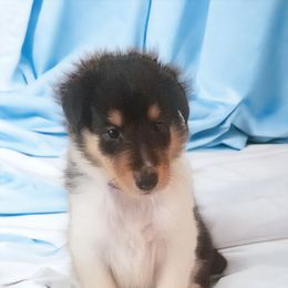 Collie Puppies from Sweetwater Rough Collies